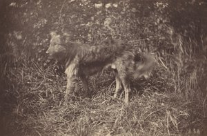 Tanulmány egy kutyáról, 1870-es évek vége.