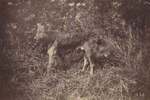 Tanulmány egy kutyáról,1870-es évek vége (fotó)