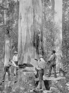 Egy Blue-Gum Tree kivágása a tasmániai Huon Forestben, 1900 körül, az 1908-ban megjelent „Déli kereszt alatt – Ausztrália pillantásai” c.