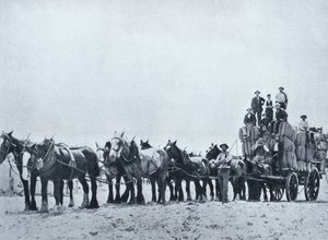 Gyapjúszállító csapat, Nyugat-Ausztrália, 1900 körül, az 