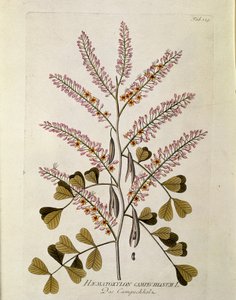 Botanikai: "Campeche" (Haematoxylon campechianus) "Medicinalium secundum Linnaei digestarum"-ból készült deszka, Joseph Jacob Plenck (1735-1807) 1788-1803 Magángyűjtemény alkotó: Austrian School