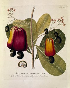 Botanikai: "Cashew dió" (nyugati Anacardium) Joseph Jacobi Plenck (1735-1807) "Medicinalium secundum Linnaei digestarum" című művéből vett tányér 1788-1803 Magántulajdon alkotó: Austrian School