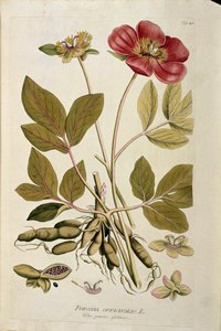 Botanikai: "" Peony officinale"" (Poeonia officinalis) Joseph Jacobi Plenck (1735-1807) "Medicinalium secundum Linnaei digestarum"-ból húzott deszka 1788-1803 Magángyűjtemény alkotó: Austrian School