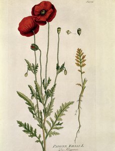 Botanikai: ""Vörös mák"" (Papaver rhaeas) A "" Medicinalium secundum Linnaei Digestarumóból készült tányér, Joseph Jacobi Plenck (1735-1807) 1788-1803 Magángyűjtemény alkotó: Austrian School