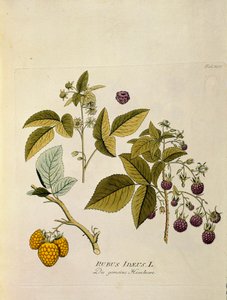 Botanikai: "málna" (Rubus idaeus) Tervrajz Joseph Jacobi Plenck (1735-1807) "Medicinalium secundum Linnaei digestarum" című művéből. 1788-1803 Magántulajdon alkotó: Austrian School