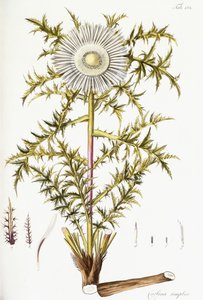 Carlina Simplex alkotó: Austrian School