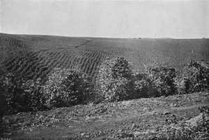 Kávéültetvény megalakult, Kávéültetvény, 1895
