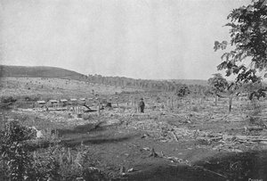 Új kávéültetvény, új kávéültetvény, 1895