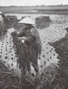 Japán: Niigata közelében (fekete-fehér fotó)