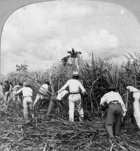 Cukornád betakarítása, Rio Pedro, Porto Rico, 1900.