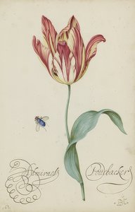 Egy tulipán és egy légy tanulmányozása. 1620-29 alkotó: Balthasar van der Ast