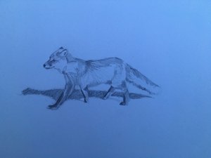 Fox, 2018 alkotó: Barbara Hoogeweegen