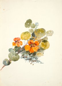 Nasturtium (akvarell szőtt papíron)