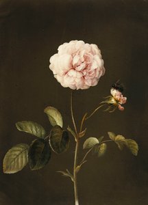 Gallica rózsa darázssal,