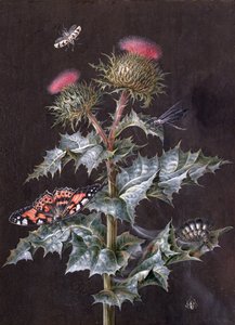 Rovaros gyűszű tanulmánya (gouache) (lásd még 51756)