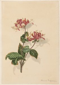 Vadon élő lonc ága (Lonicera periclymenum)