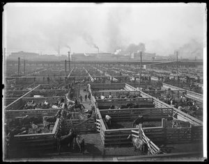 Szarvasmarha karámok a Union Stock Yardsnál, Chicago, Illinois, USA, 1900 körül (f/w fotó) alkotó: Barnes and Crosby