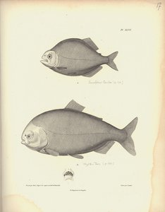 Characidae, Pl. XLVII, Coutant által metszett acél Nicola Huet (1770-1827) metszetét követően, illusztráció a 