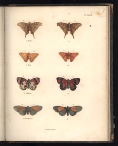 Lepidoptera, Pl. XXXVII, illusztráció: „Az állattani és összehasonlító anatómiai megfigyelések gyűjteménye, II. rész”, Al. V. Humboldt és A. Bonplant, Párizs, 1821 (színes metszet)