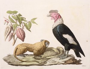 Oroszlánmajom és kondor, Chilében vagy Ecuadorban őshonos, Jules Ferrario „Le Costume Ancien et Moderne” II. kötetének 1. táblájából, Gallo Gallina (1796-1874) metszetében, az 1820-as és 30-as évek körül megjelent (színes világítás) alkotó: Baron Friedrich Alexander von Humboldt