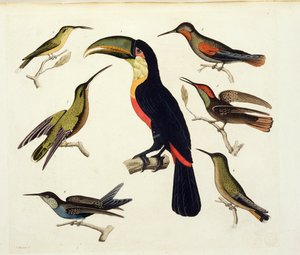 Őshonos madarak, köztük a tukán (középen), Amazonas, Brazília, a „Le Costume Ancien et Moderne” II. kötet 42. táblájából, Jules Ferrario, metszett V. Raineri, kiadva az 1820-as és 30-as évek körül