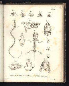 Strenis Lizard és Proteus of Mexico csontvázai, XIV. lemez, A szirenomelia és az axolotl csontjai