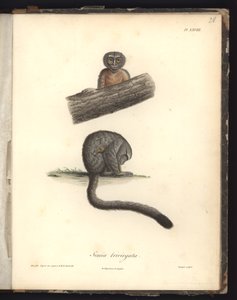 Simia trivirgata, Pl.XXVIII, Louis Bouquet (1765-1814) által metszett acél Nicola Huet (1770-1827) metszete nyomán, illusztráció a „Recueil d