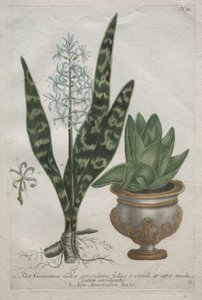 Hashajtó alkotó: Bartholomaus Seutter