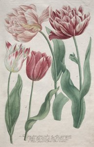 Tulipánok alkotó: Bartholomaus Seutter