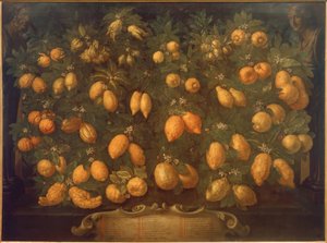 Citrusfélék