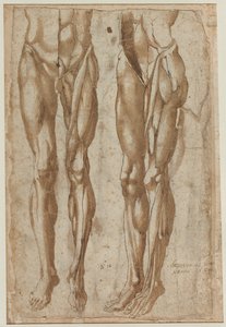 Két tanulmány egy lenyúzott emberről recto Tanulmány egy lenyúzott törzsről, 1554. alkotó: Bartolommeo da Arezzo