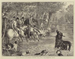 Szarvasvadászat Surreyben, a szarvasok szedése, Shackleford Pond
