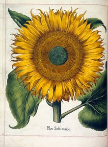 Napraforgó (flos solis maior), a "Hortus Eystettensis"-ből