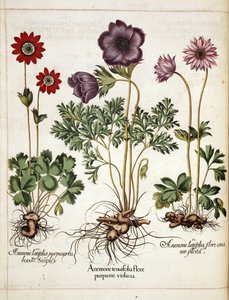 Kökörcsin, a "Hortus Eystettensis"-ből