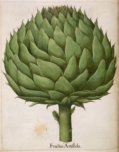 Articsóka, a "Hortus Eystettensis"-ből