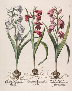 Gladiolus italicus piros virág, 1613