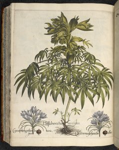 Helleborus, Illusztráció a 