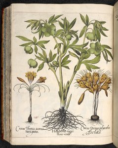 Helleborus niger, Crocus vernus, a Hortus Eystettensisből, Basilius Besler alkotó: Basilius Besler