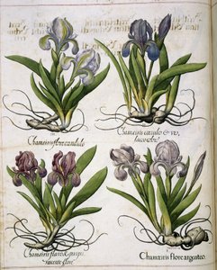 Iris, a "Hortus Eystettensis"-ből