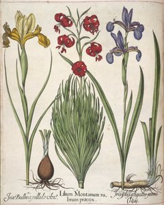Iris, a "Hortus Eystettensis"-ből alkotó: Basilius Besler