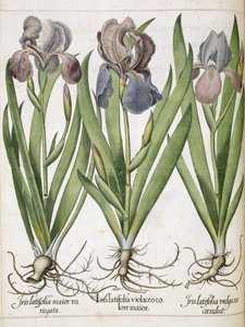 Iris, a "Hortus Eystettensis"-ből alkotó: Basilius Besler
