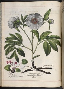 106. tábla: Cyclamen Vernum, Paonia Mas flore albo, Hortus Eystettensis, Basilius Besler