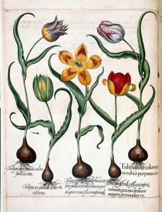 Tulipán, a "Hortus Eystettensis"-ből