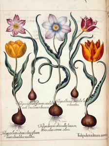 Tulipánok, a "Hortus Eystettensis"-ből