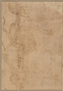 Félhosszú csontváz profilban, 1540-es évek eleje.