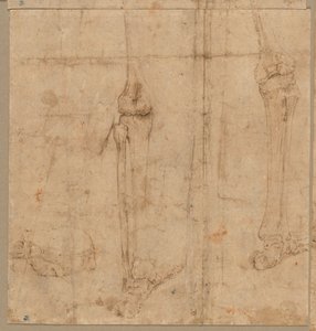 A csontváz alsó fele hátulról, 1540-es évek eleje. alkotó: Battista Franco