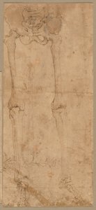 A csontváz alsó fele elölről, 1540-es évek eleje. alkotó: Battista Franco
