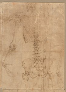 A csontváz felső fele hátulról, 1540-es évek eleje. alkotó: Battista Franco