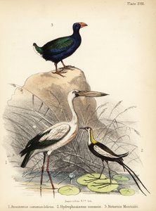 Ázsiai nyíltcsőrű, fácánfarkú jacana és takahe. 1855 (kőnyomat)