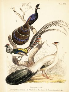 Kékfülű fácán, palawani páva-fácán és Lady Amherst 1855 (kőnyomata)